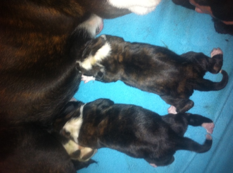 chiot Boxer Little Buddies Enchanting